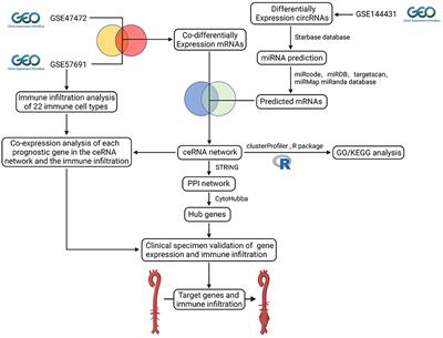 Construction and analysis of competing endogenous RNA network and patterns of immune infiltration in abdominal aortic aneurysm